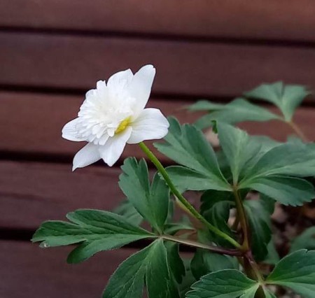 Anemone nemorosa 'Vestal'